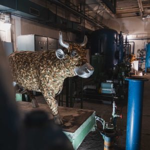 Jiří Surůvka: Pohraniční kráva
